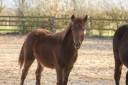 Mare New Forest For sale 2025 Chesnut