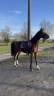 Gelding Other Horse Breed For sale 2022 Bay