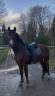 Gelding Other Pony Breed For sale 2021 Bay