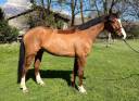 Gelding Selle Fran&ccedil;ais For sale 2019 Bay