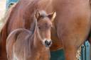 Colt French Saddle Pony For sale 2026 Dark Bay