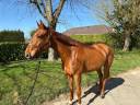 Gelding Zangersheide For sale 2019 Chesnut
