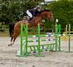 Gelding Selle Fran&ccedil;ais For sale 2019 Bay