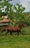 Colt PRE Pure Spanish Bred For sale 2024 Chesnut