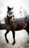 Mare No Origin Recorded For sale 2007 Other color