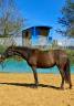 Filly PRE Pure Spanish Bred For sale 2024 Black