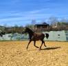 Filly PRE Pure Spanish Bred For sale 2024 Black