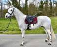 Gelding Other Pony Breed For sale 2019 White