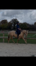 Mare Origin Recorded For sale 2022 Palomino