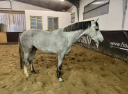 Gelding Zangersheide For sale 2022 Grey