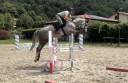 Gelding Zangersheide For sale 2022 Grey