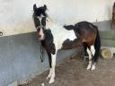Gelding No Origin Recorded For sale 2018 Coloured