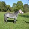 Gelding No Origin Recorded For sale 2020 Grey