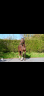 Stallion KWPN Dutch Warmblood For sale 2023 Chesnut