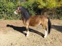 Gelding Welsh Pony (Section A) For sale 2018 Buckskin