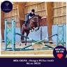 Gelding Thoroughbred For sale 2022 Bay