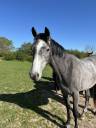 Gelding Origin Recorded For sale 2023 Grey