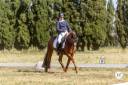 Gelding Connemara For sale 2021 Chesnut