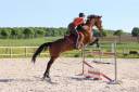 Gelding sBs Belgian Warmblood For sale 2013 Bay