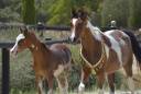 Filly Arabian Thoroughbred For sale 2026 Other color