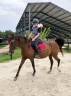 Mare Arabian Thoroughbred For sale 2013 Bay