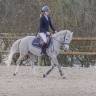Gelding French Saddle Pony For sale 2014 Grey
