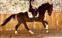 Gelding KWPN Dutch Warmblood For sale 2023 Dark Bay