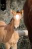 Filly KWPN Dutch Warmblood For sale 2026 Buckskin