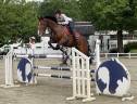 Gelding sBs Belgian Warmblood For sale 2016 Bay