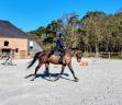 Gelding sBs Belgian Warmblood For sale 2018 Bay