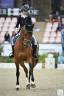 Gelding BWP Belgian Warmblood For sale 2011 Bay