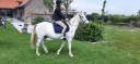 Gelding No Origin Recorded For sale 2000 Grey