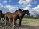 Filly French Saddle Pony For sale 2025 Bay