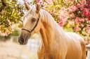 Gelding Lusitano For sale 2023 Palomino