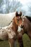 Colt Nez Perce For sale 2026 Appaloosa