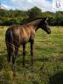 Filly PRE Pure Spanish Bred For sale 2026 Black