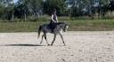 Gelding French Saddle Pony For sale 2020 Grey