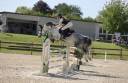Gelding French Saddle Pony For sale 2020 Grey
