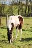 Colt Origin Recorded For sale 2025 Coloured