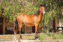 Filly Origin Recorded For sale 2025 Bay