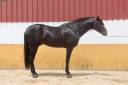 Don Honoroso lll - PRE Pure Spanish Bred 2017 by Vi&ntilde;as pirata