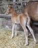 Colt Arabian Thoroughbred For sale 2026 Chesnut
