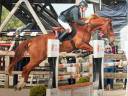 Gelding Selle Fran&ccedil;ais For sale 2013 Chesnut