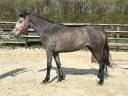 Mare Origin Recorded For sale 2023 Grey