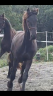 Entire Friesian For sale 2025 Black
