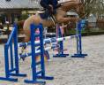 Gelding Zangersheide For sale 2016 Chesnut