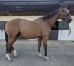 Broodmare Selle Fran&ccedil;ais For sale 2010 Bay