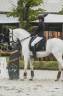 Stallion Lusitano For sale 2014 White