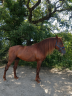 Entire PRE Pure Spanish Bred For sale 2021 Chesnut