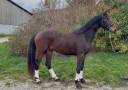 Gelding KWPN Dutch Warmblood For sale 2023 Dark Bay